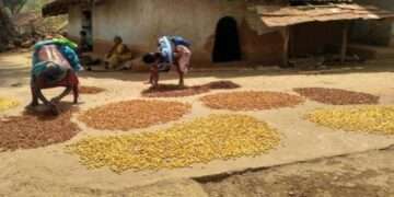 ‘विरासत मदिरा’ भरेगी आदिवासियों की जेब