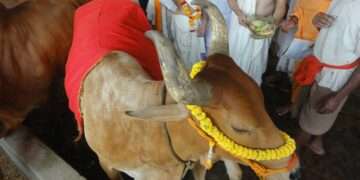The Indian Tribal | Diali Cow Puja