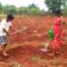 The Indian Tribal | Tribal Farming - Agriculture Eco-farming