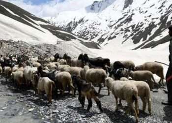 A Nomadic Tribesman in Jammu and Kashmir