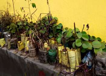 The Indian Tribal - Traditional medicinal system unique to Jharkhand’s tribal community