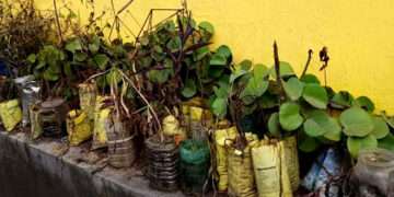 The Indian Tribal - Traditional medicinal system unique to Jharkhand’s tribal community