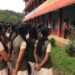 In Kerala’s lowest figures, tribal school dropouts high