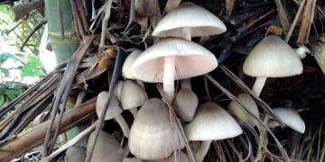 Volvariella Volvacea or Paddy Straw Mushroom
