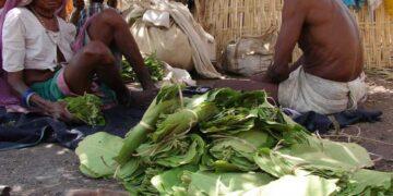 The Indian Tribal | Tendu Leaf Collectors In MP