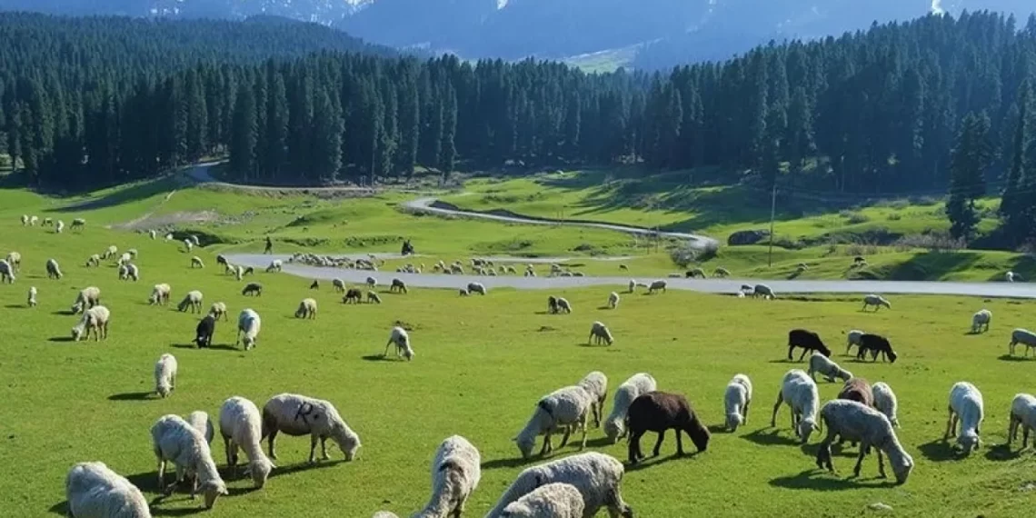 The Indian Tribal News, Jammu & Kashmir | Govt Backs India’s Largest Annual Migration Of Tribals, Livestock In J&K