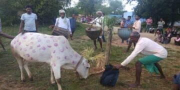 The Indian Tribal News Update | Cows decorated for worship, Jharkhand, India |
