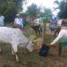 The Indian Tribal News Update | Cows decorated for worship, Jharkhand, India |