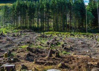 New Forest Conservation Rules Remain Contentious