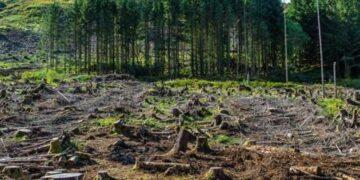 New Forest Conservation Rules Remain Contentious