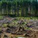 New Forest Conservation Rules Remain Contentious