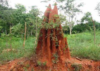 Anthills - Nandi Puja