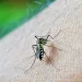 Malaria Menace