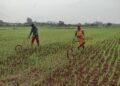 Millet Farming