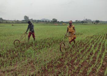 Millet Farming