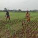 Millet Farming