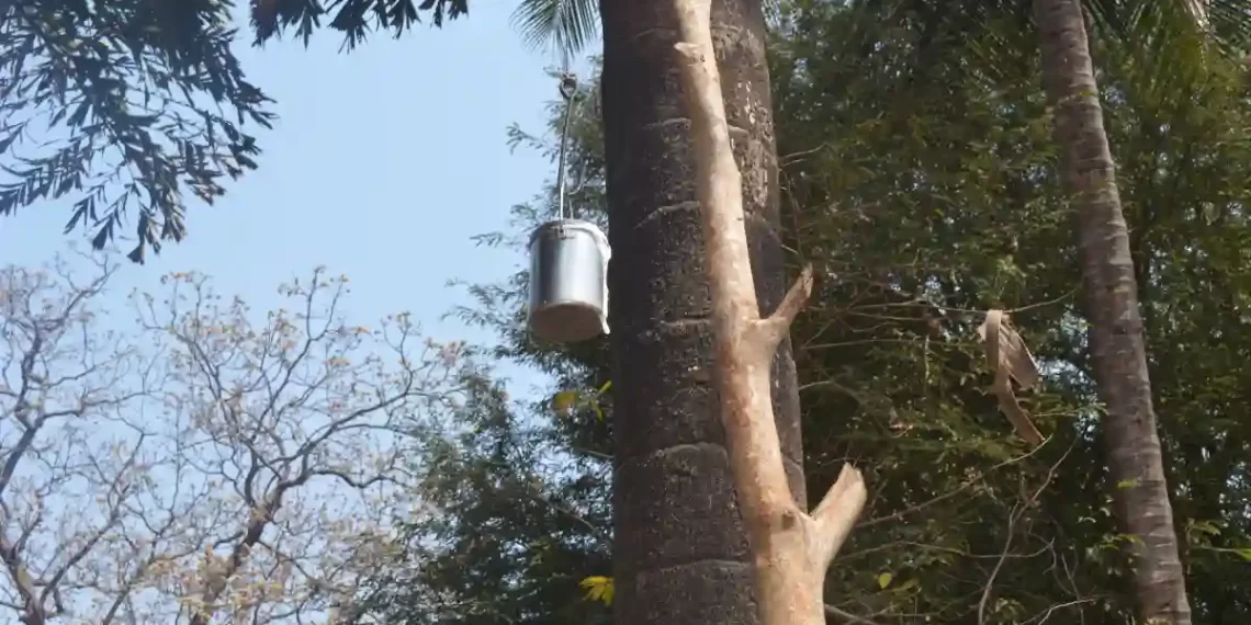 Salfi, The Ubiquitous Sap Drink Of Bastar
