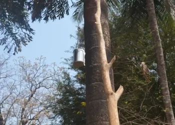 Salfi, The Ubiquitous Sap Drink Of Bastar