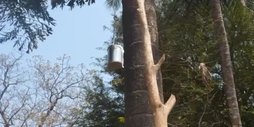 Salfi, The Ubiquitous Sap Drink Of Bastar