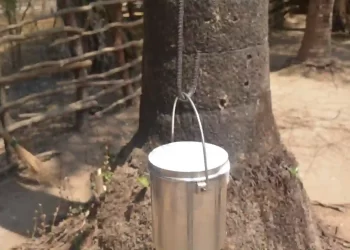 Salfi, The Ubiquitous Sap Drink Of Bastar