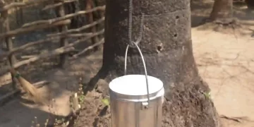 Salfi, The Ubiquitous Sap Drink Of Bastar