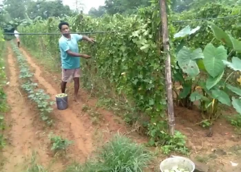 The Indian Tribal | The Integrated Tribal Development Agency (ITDA) taught the Munda, Oraon, Mundari farmers ways to increase their farm yield