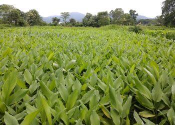 Agriculture Organic Mulching