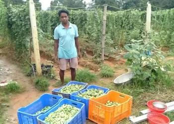 द इंडियन ट्राइबल | आईटीडीए परियोजना का बड़ा लाभ: कृषि उपज में वृद्धि