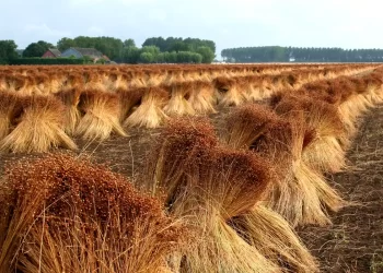 अलसी की फसल