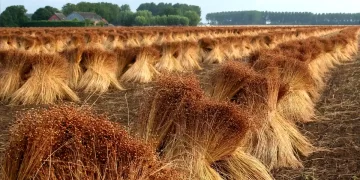 अलसी की फसल