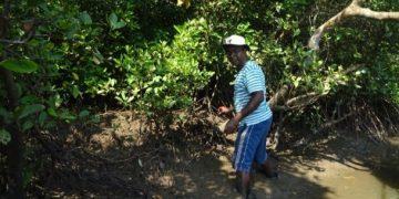 Dr Tudu Undertaking Sampling Work At Coringa Wildlife Sanctuary, Kakinada, Andhra Pradesh