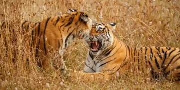 Sunderban, West Bengal | The Indian Tribal