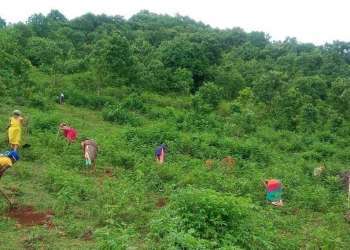 वनरोपण में लगे आदिवासी | The Indian Tribal