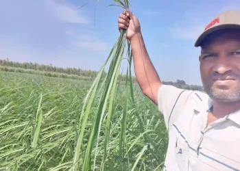 टेकचंद लेमनग्रास पकड़े हुए | The Indian Tribal