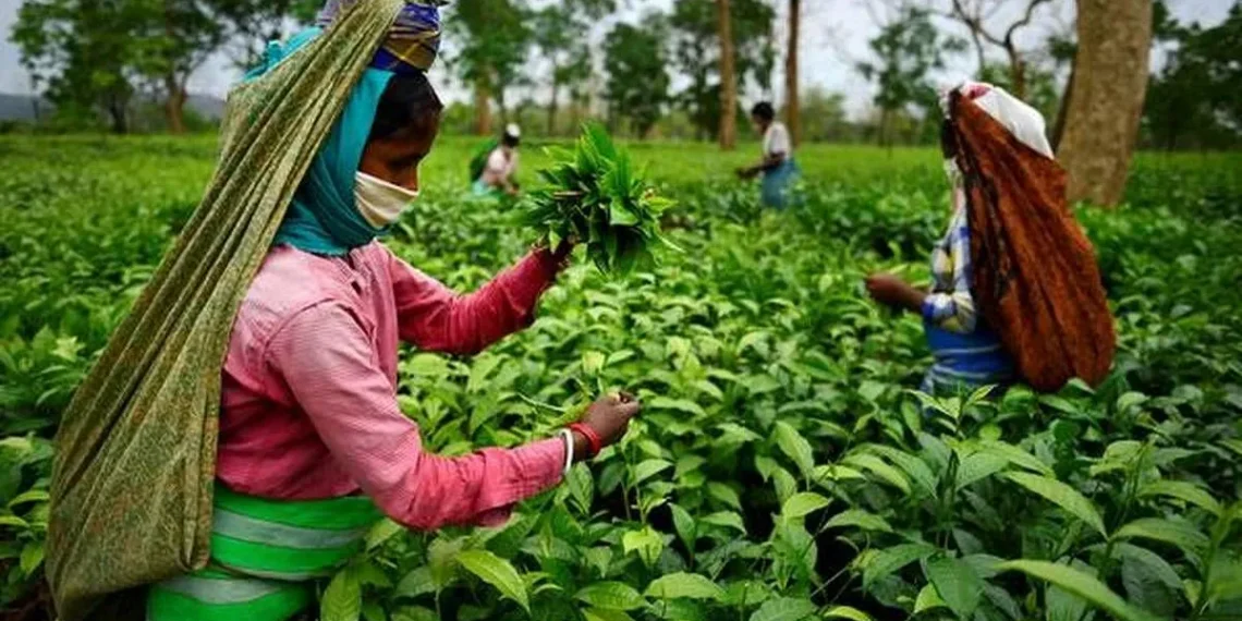 Tea Tribe of Assam