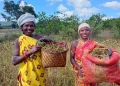 Millet Farming