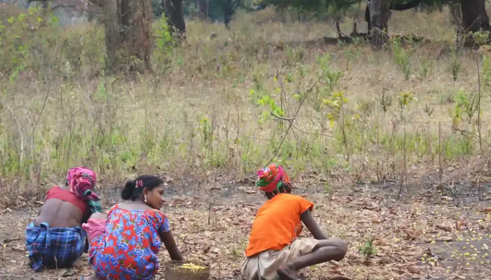 Mahua flowers, The Indian Tribal
