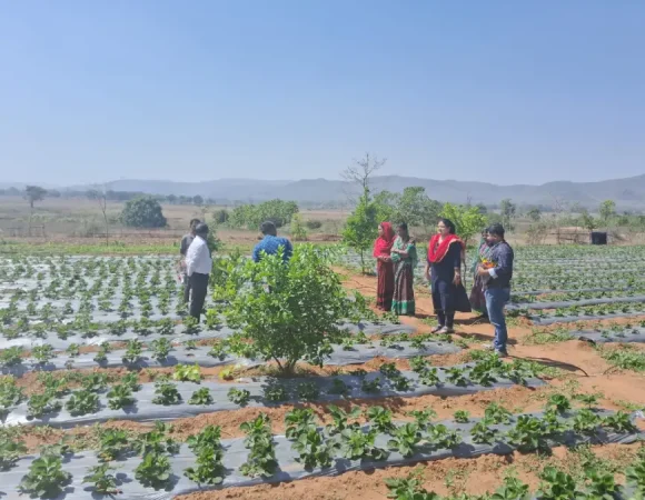 An ITDA Team Inspects A Strawberry Field